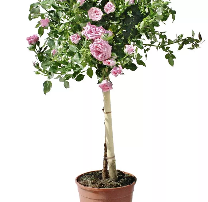 Stammrosen Mix Stammrosen Mix