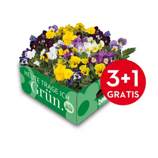 Viola cornuta Festival Colours