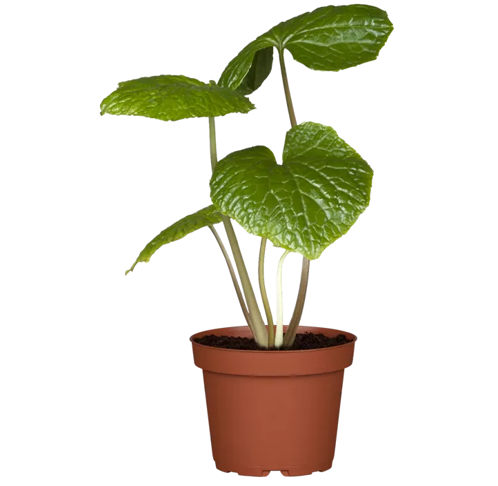Wasabi 'Mephisto® Green'