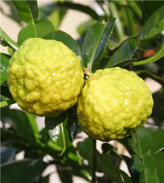 Citrus Hystrix Kaffir-Limette Als Zimmerpflanze – Mehrstämmig Im Topf, Ca. 20-30 Cm Hoch