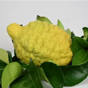 Citrus medica Cedro Ministamm