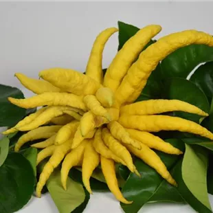 Citrus medica Mano di Buddha Ministamm