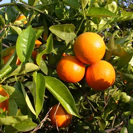 Citrus sinensis Ippolito Ministamm