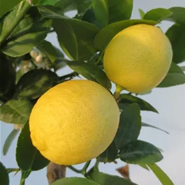 Citrus x aurantifolia key-lime Ministamm