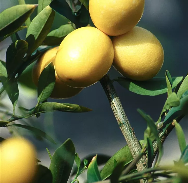 Limequat