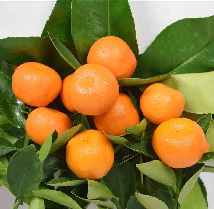 Calamondin 'Variegata'