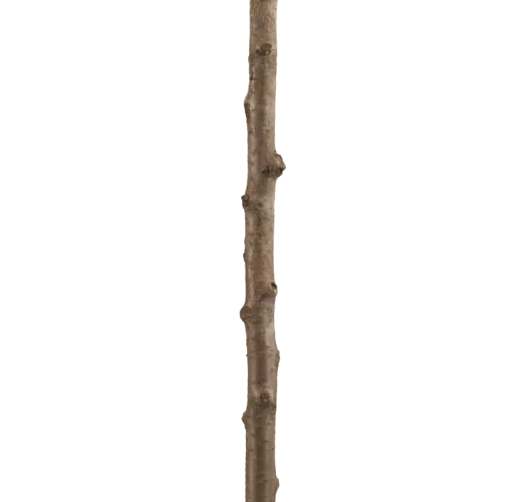 Kirsche (Unsere Besten) Kirsche (Unsere Besten)