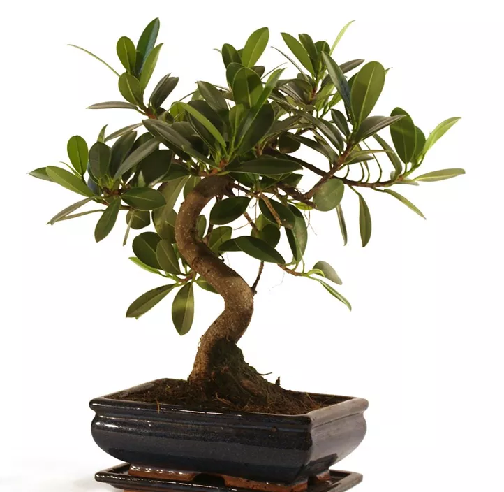 Chinesische Feige Chinesische Feige