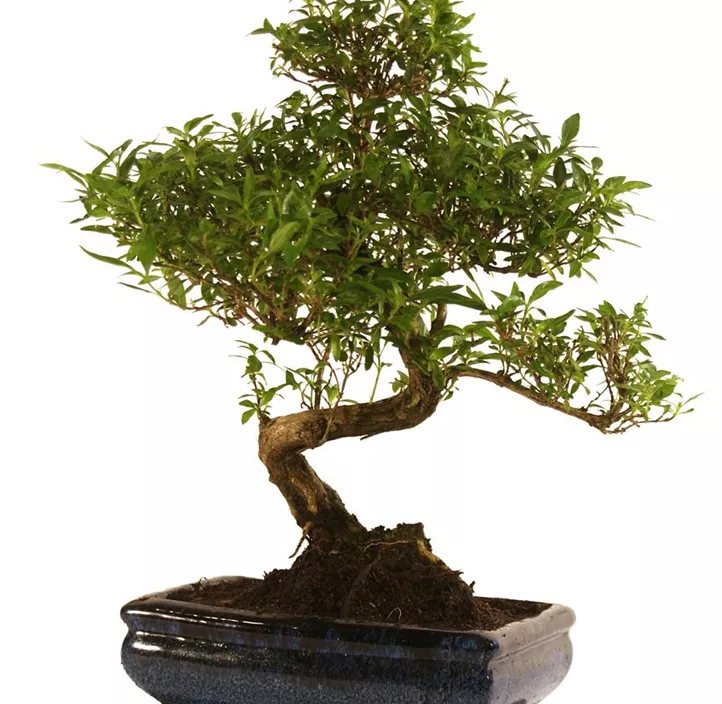 Chinesische Feige Chinesische Feige