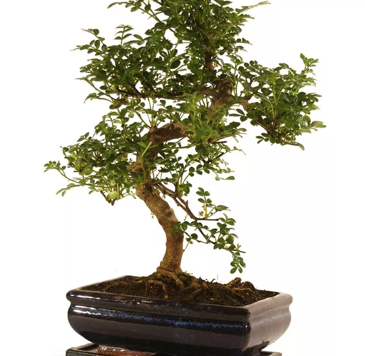 Chinesische Feige Chinesische Feige