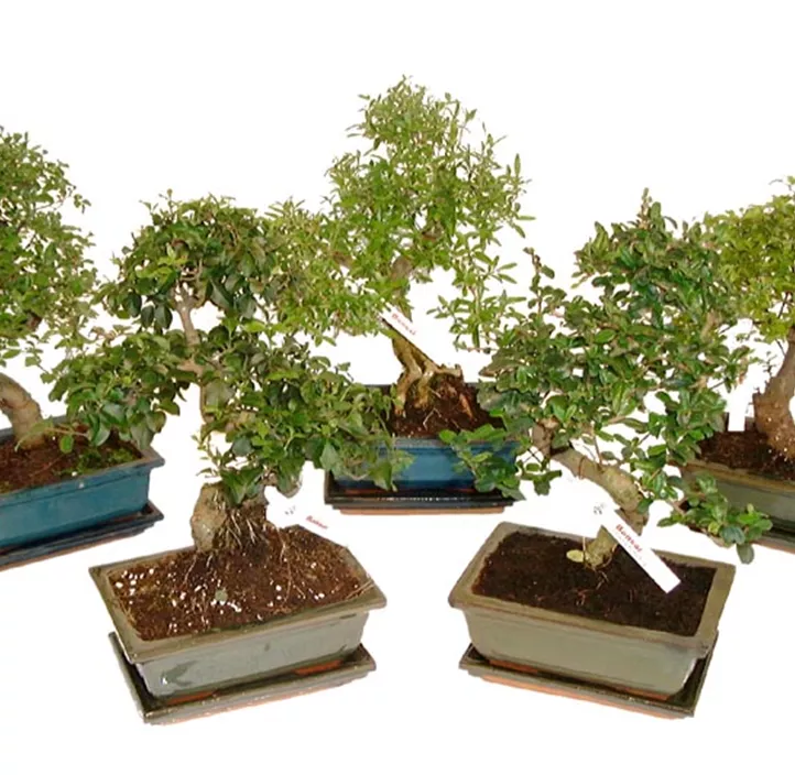 Chinesische Feige Chinesische Feige