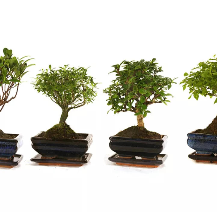 Chinesische Feige Chinesische Feige