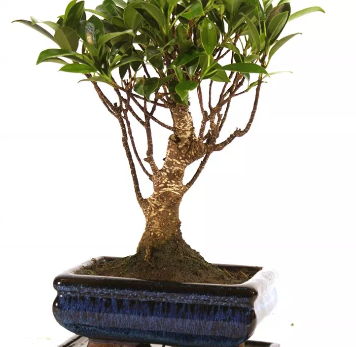 Chinesische Feige Chinesische Feige