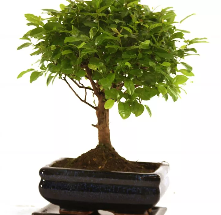 Chinesische Feige Chinesische Feige