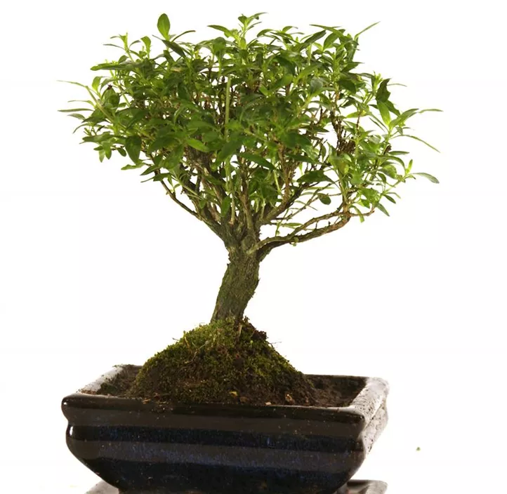 Chinesische Feige Chinesische Feige