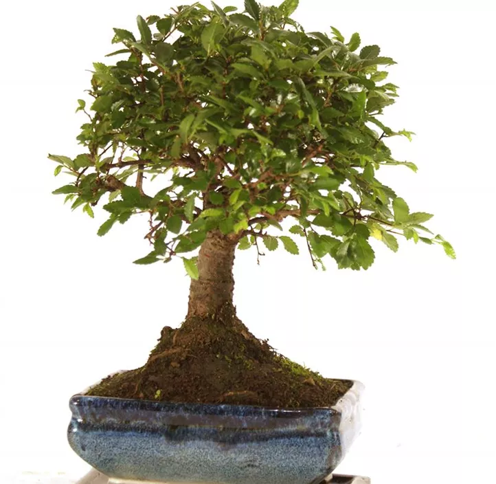 Chinesische Feige Chinesische Feige