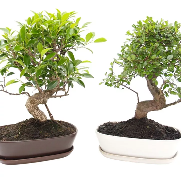 Chinesische Feige Chinesische Feige