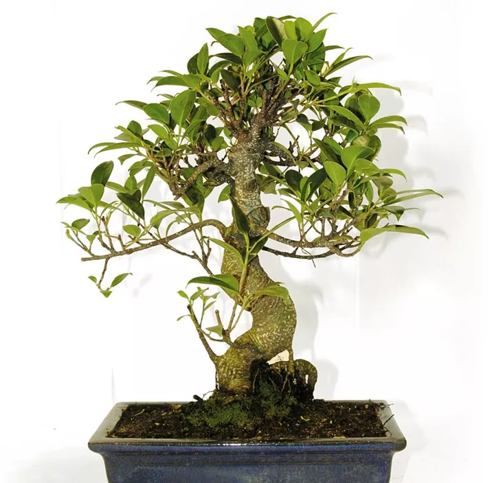 Chinesische Feige Chinesische Feige