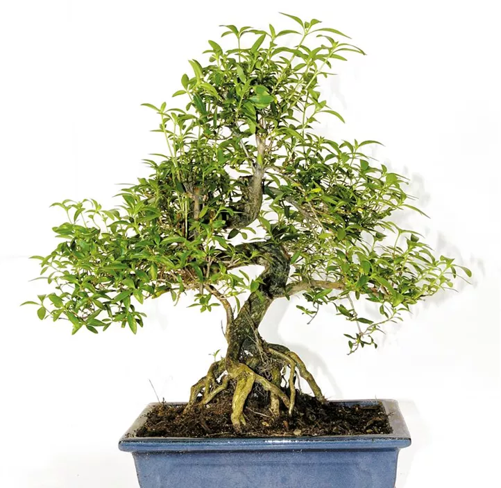 Chinesische Feige Chinesische Feige