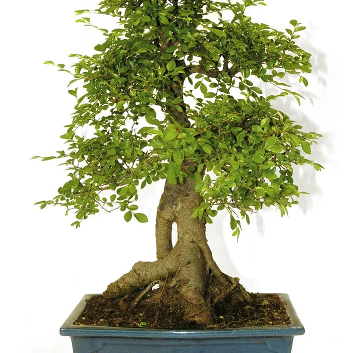 Chinesische Feige Chinesische Feige