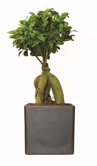 Ficus Ginseng Bonsai in Keramikgef, Chinesische Feige 'Ginseng' -  Bellaflora