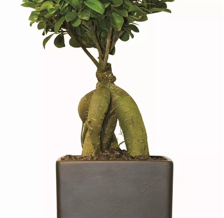 Chinesische Feige 'Ginseng' Chinesische Feige 'Ginseng'