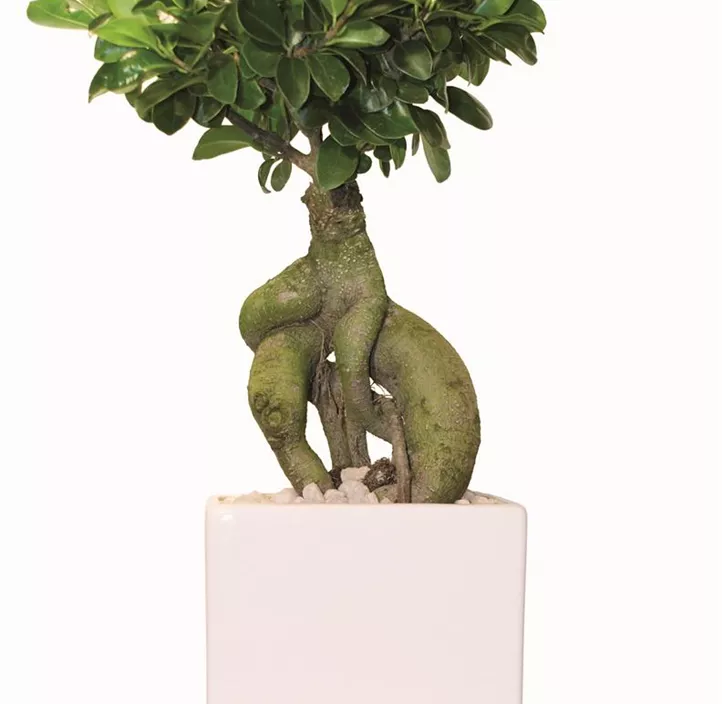 Chinesische Feige 'Ginseng' Chinesische Feige 'Ginseng'