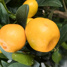 Citrus kumquat obowata Stamm