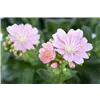 bellaflora Gartencenter GmbH