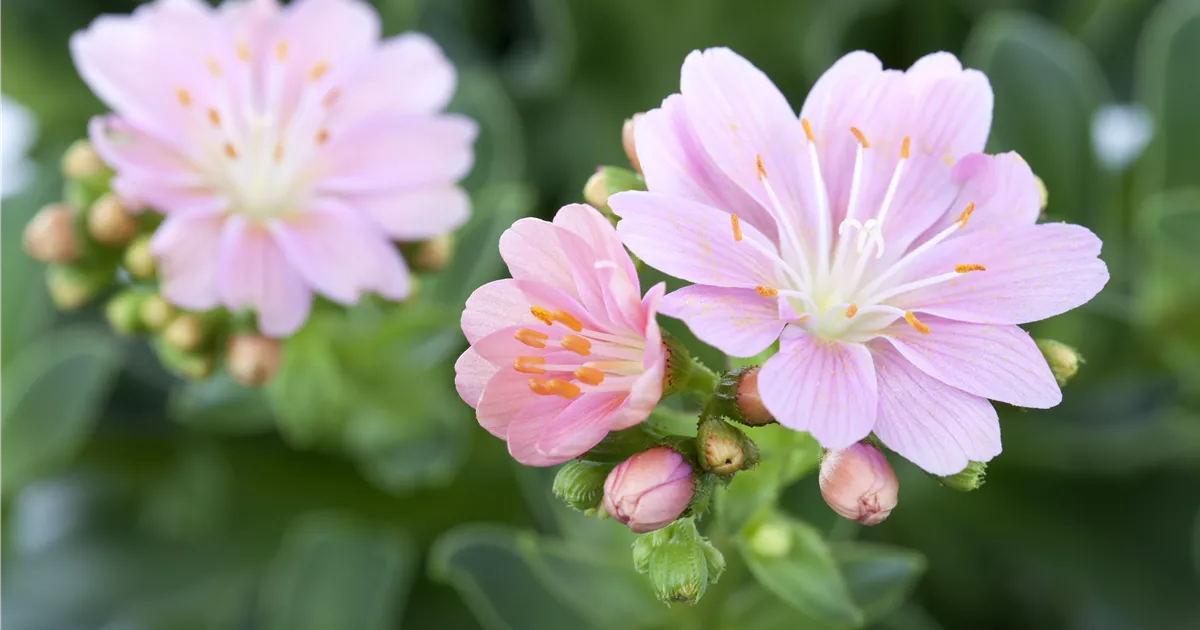 Lewisia cotyledon, Gewhnliche Bitterwurz - Bellaflora