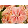 bellaflora Gartencenter GmbH
