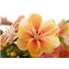 bellaflora Gartencenter GmbH