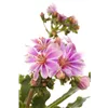 bellaflora Gartencenter GmbH
