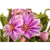 bellaflora Gartencenter GmbH