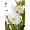 bellaflora Gartencenter GmbH