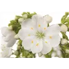 bellaflora Gartencenter GmbH