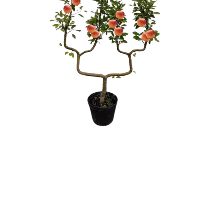 Obstbaum Doppel-U-Form Obstbaum Doppel-U-Form