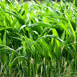 Zea mays