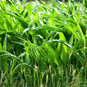 Zea mays
