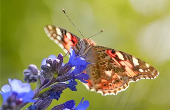 Schmetterlingsfreundlicher Garten Header März 2025 v2.jpg Schmetterlingsfreundlicher Garten Header März 2025 v2.jpg