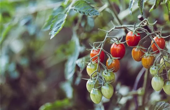 1681 (2) Tomaten-Gemuesepflanzen.jpg