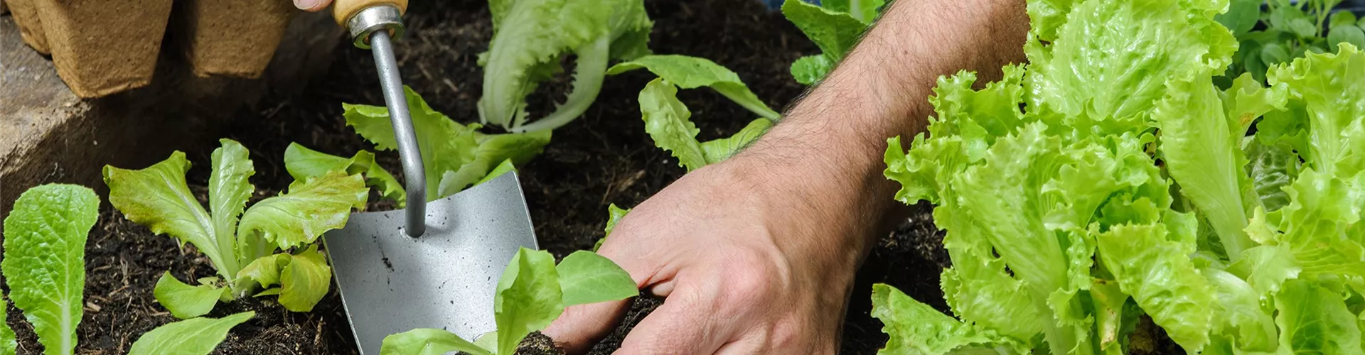 Dein Balkon wird zum Gemüseparadies - Bellaflora