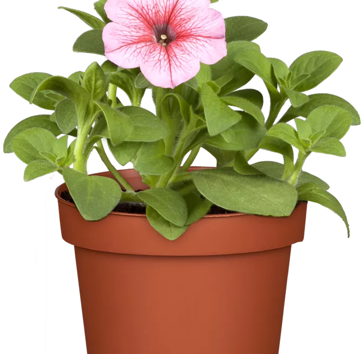 Balkonblumen Aktion Balkonblumen Aktion