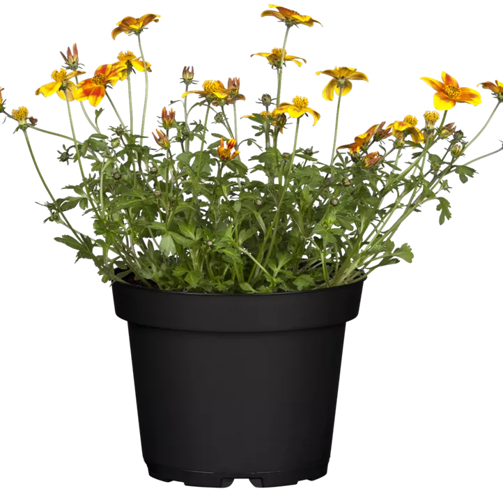 Balkonblumen Aktion Balkonblumen Aktion