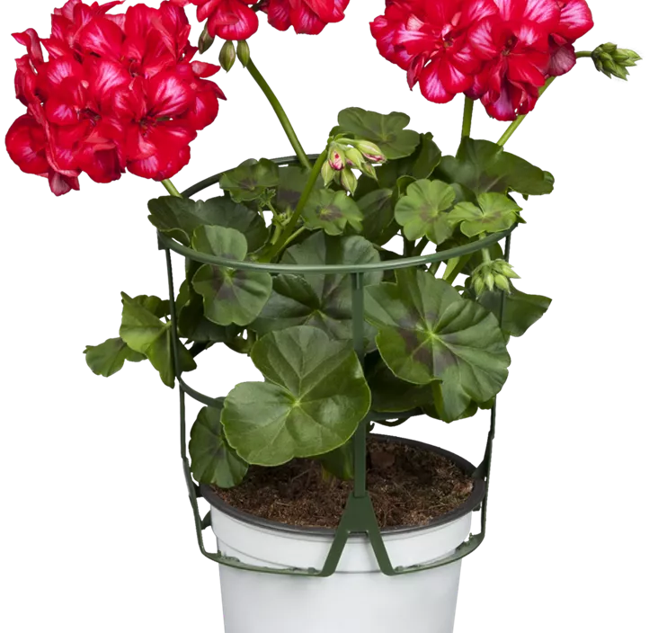 Balkonblumen Aktion Balkonblumen Aktion