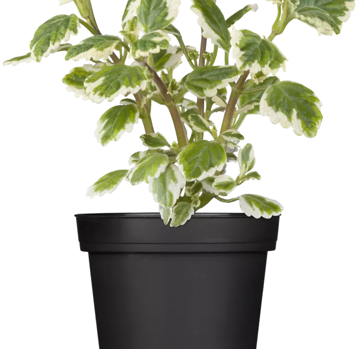 Balkonblumen Aktion Balkonblumen Aktion