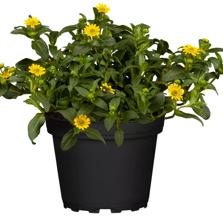 Balkonblumen Aktion Balkonblumen Aktion