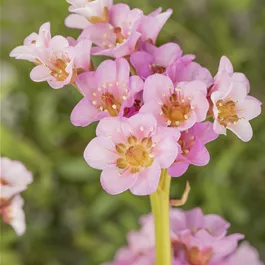 Bergenia Fairytale Romance