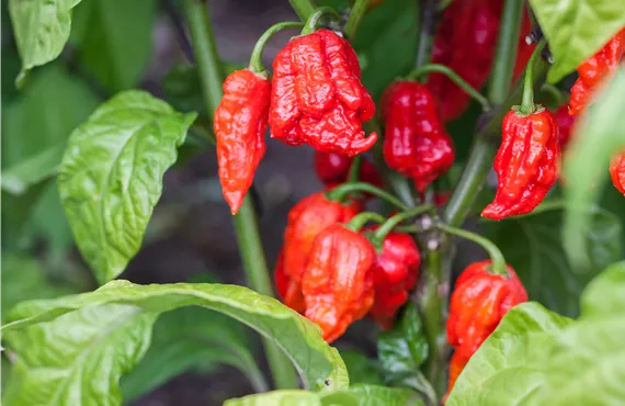 Capsicum chinense 'Carolina Reaper' Capsicum chinense 'Carolina Reaper'