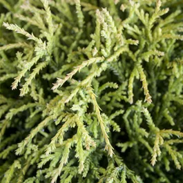 Chamaecyparis pisifera 'Sungold Chamaecyparis pisifera 'Sungold
